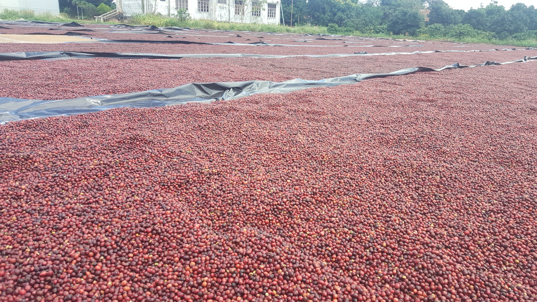 Các công ty gia công cà phê hòa tan ở Việt Nam HUCAFOOD