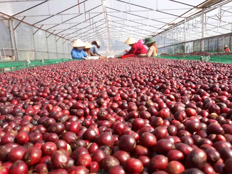 OEM Coffee Solutions Why HUCAFOOD is the Ideal Partner for Your Coffee Brand