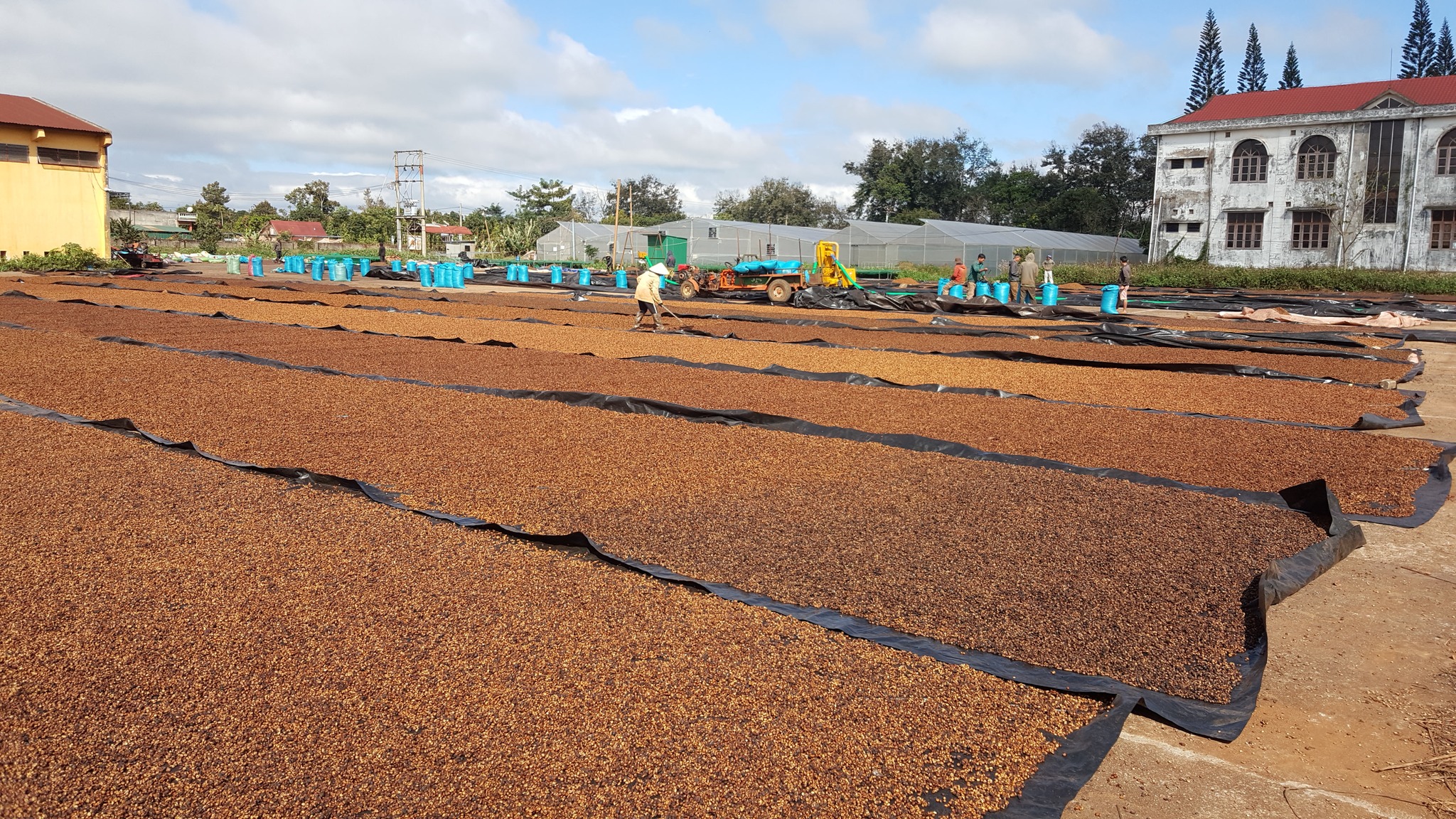 Vietnam Green Coffee Beans — Premium Quality, Competitive Pricing & Reliable Supply from HUCAFOOD