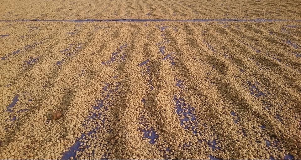 Vietnam Green Coffee Beans — Premium Quality, Competitive Pricing & Reliable Supply from HUCAFOOD