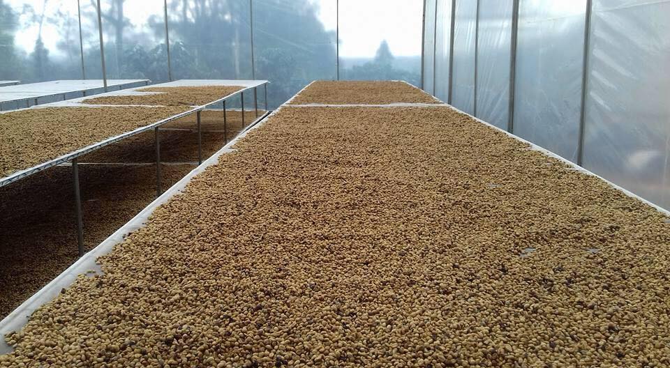 Vietnam Green Coffee Beans — Premium Quality, Competitive Pricing & Reliable Supply from HUCAFOOD