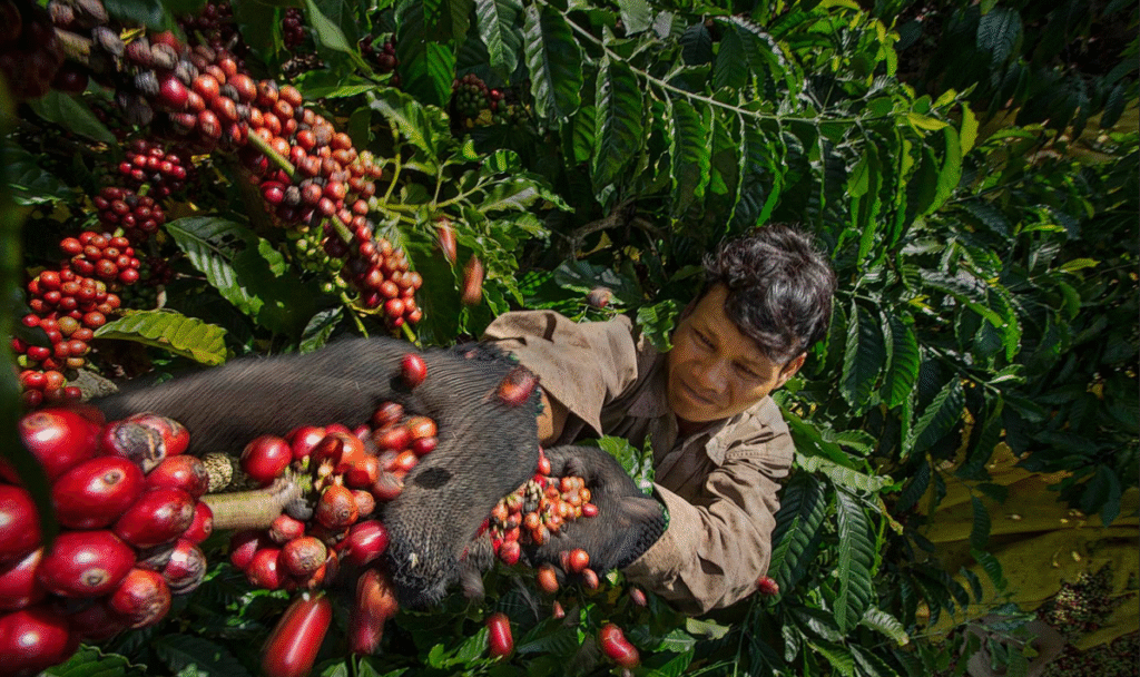 vietnam green coffee beans export growth 2020-2024 infographic
